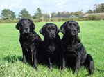 von links: Copy, Smilla, Momo