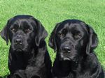 links Smilla, rechts Momo