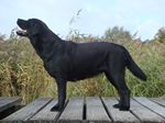 Enigma Smilla vom Boyer Moor