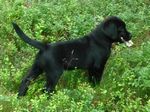 OSKAR in den Blaubeeren