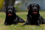 Gentle Donna und Gentle Gio am 4. Geburtstag