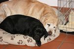 Ruby (12 Wochen) und Buddy Vom Boyer Moor (13 Jahre)