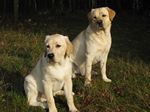 Oscar (4 Monate) und Gentle Henry (1,5 Jahre)