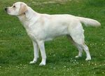 Greta