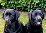 Ronja und Ruby