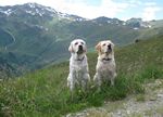Oscar und Henry im Zillertal