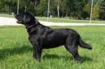 Kindly Miss Jule (2 Jahre)